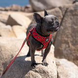 WOOF - Reversible Harness