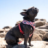 WOOF - Reversible Harness